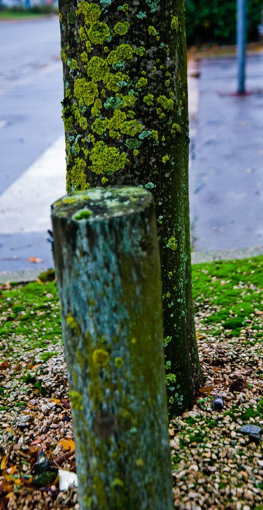 Tourcoing photo 2
