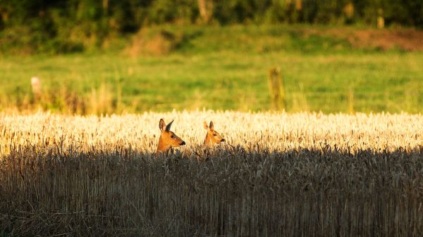 Phalempin, Hauts-de-France