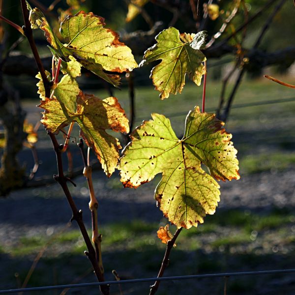 Saint-Thibault-des-Vignes photo 3
