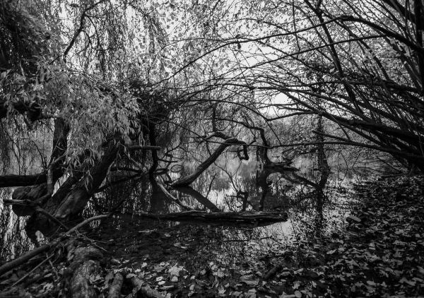 Ostwald, Grand Est