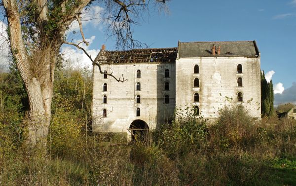 Tête de Pommier photo 3