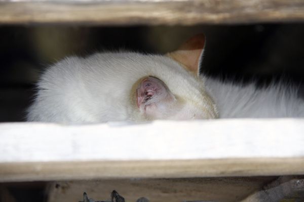 Spay photo 3