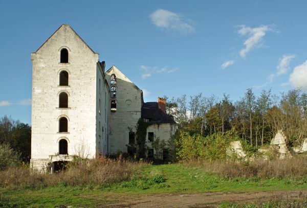 Tête de Pommier photo 4