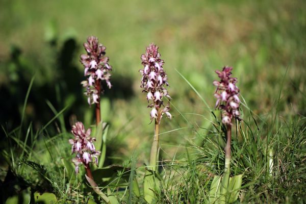 Orchies photo 2