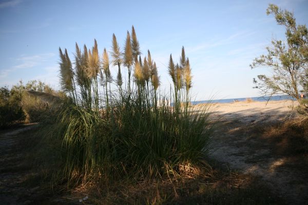 Prunelli-di-Fiumorbo photo 4