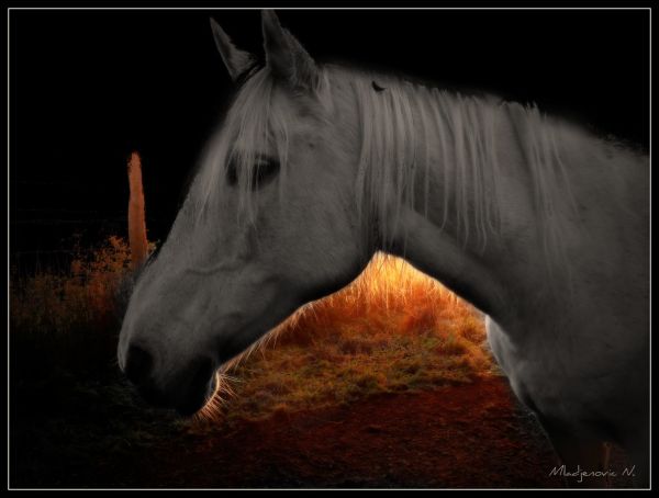 Le Cheval Blanc, Auvergne-Rhone-Alpes