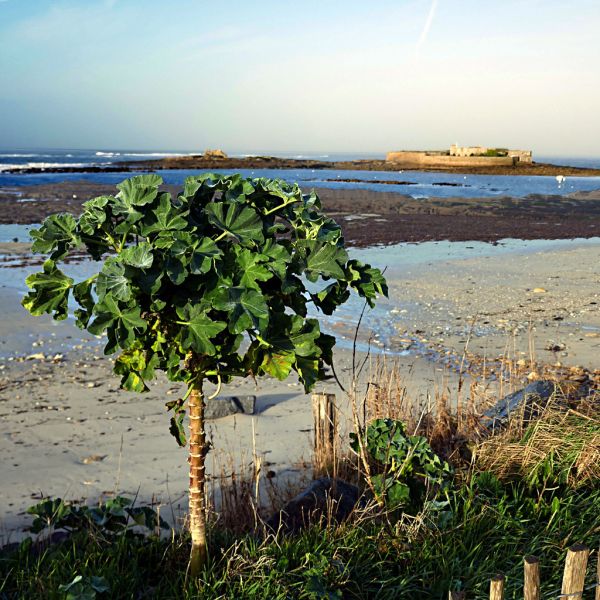 Ploemeur, Brittany