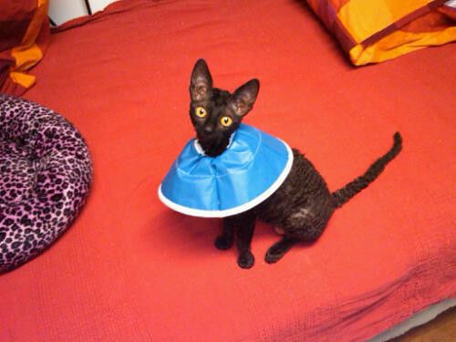 Spay photo 4