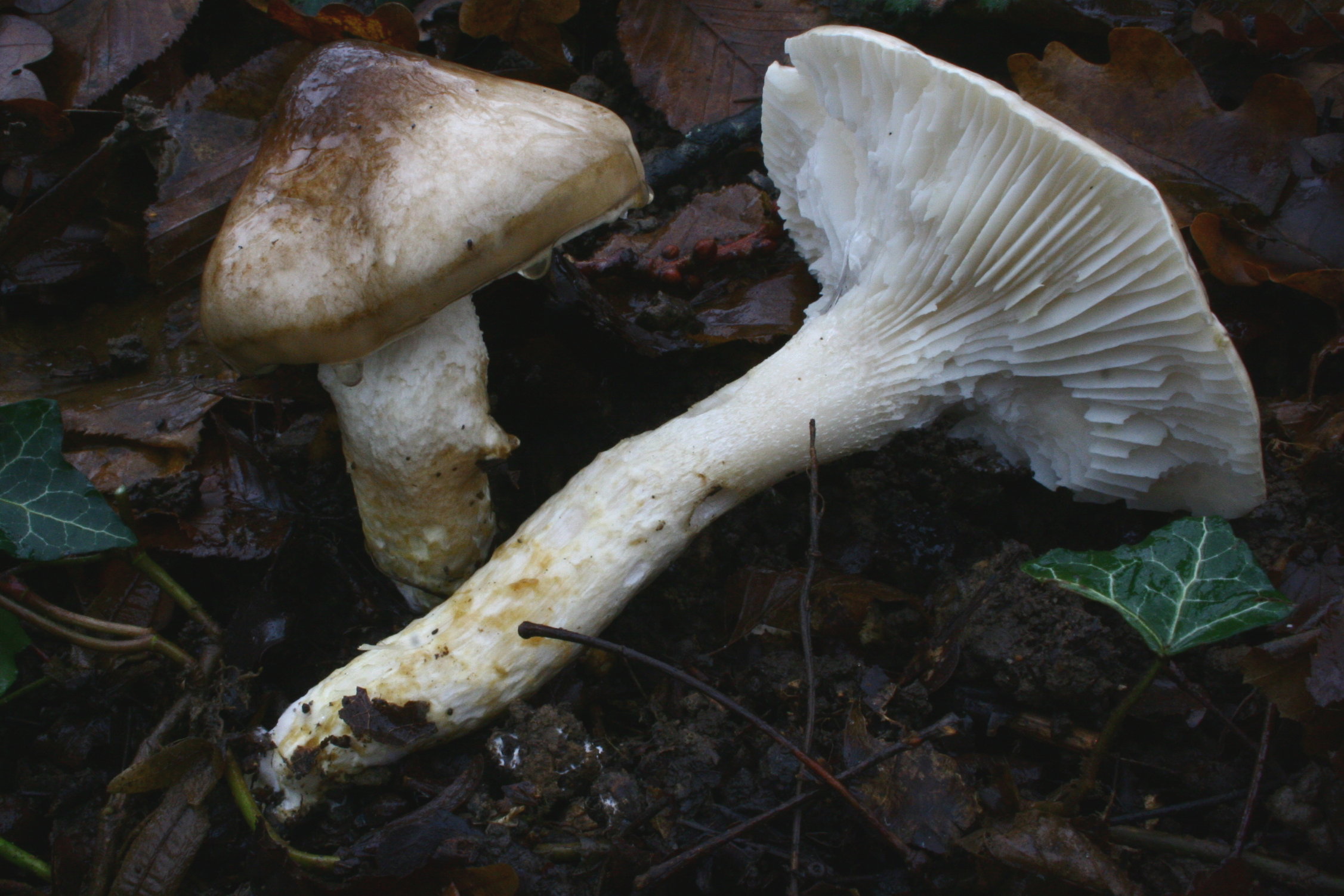 Verrières-le-Buisson photo 4