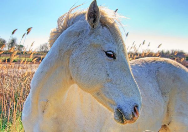 Le Cheval Blanc photo 3