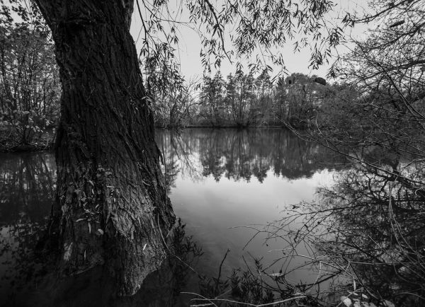 Ostwald photo 2