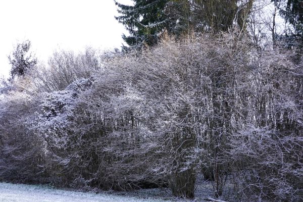Reignier-Ésery photo 3