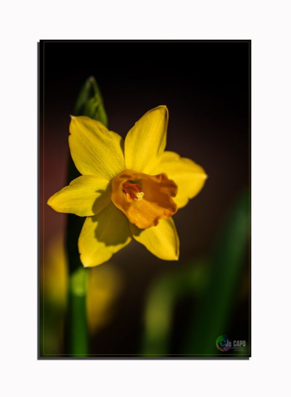 Tournefeuille photo 4