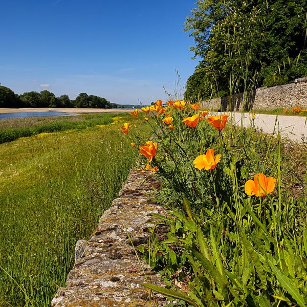 Sainte-Gemmes-sur-Loire photo 2
