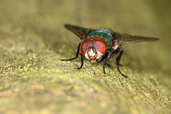 Spicheren photo 4