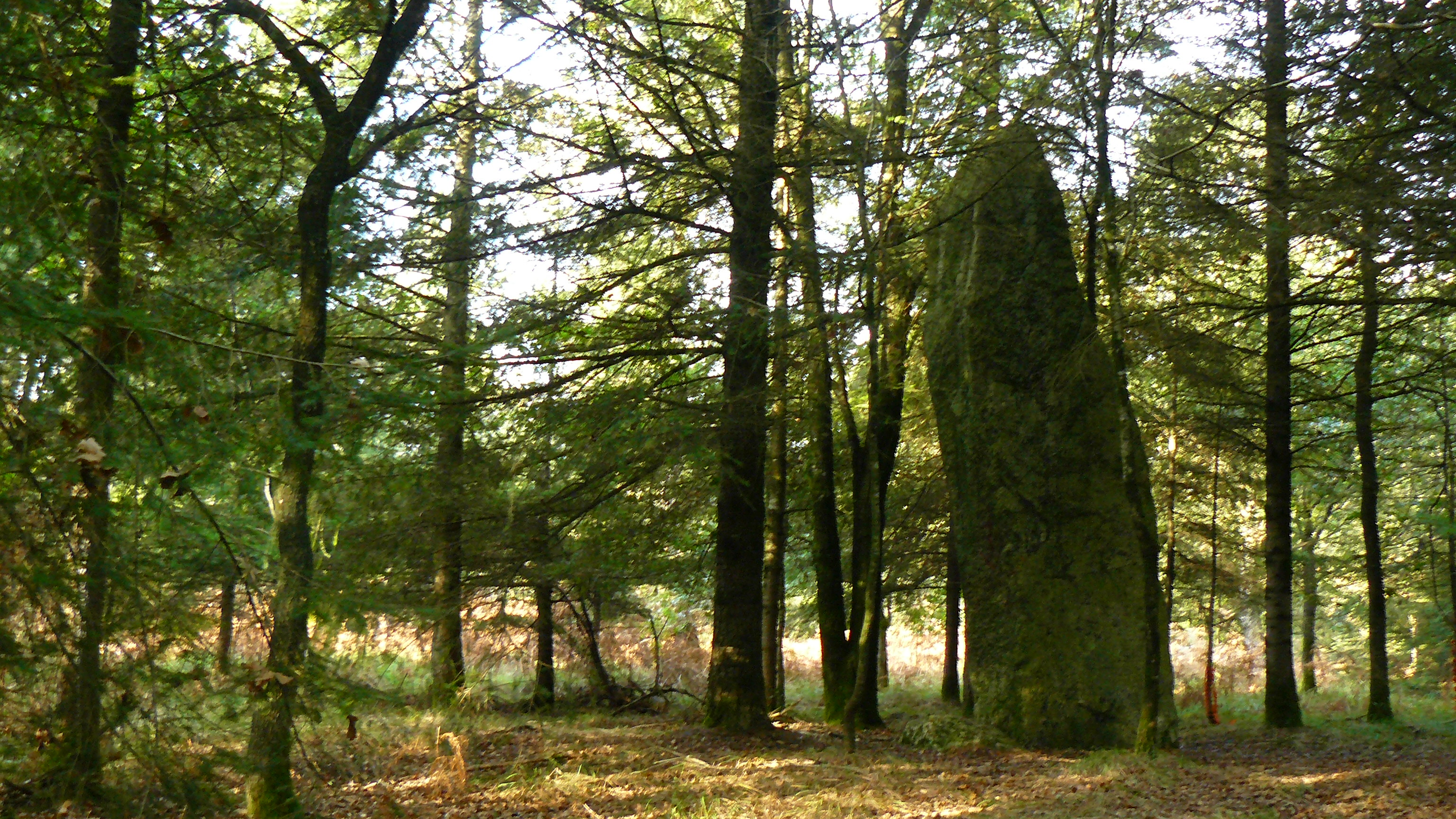 Saint-Jean-Brévelay photo 3