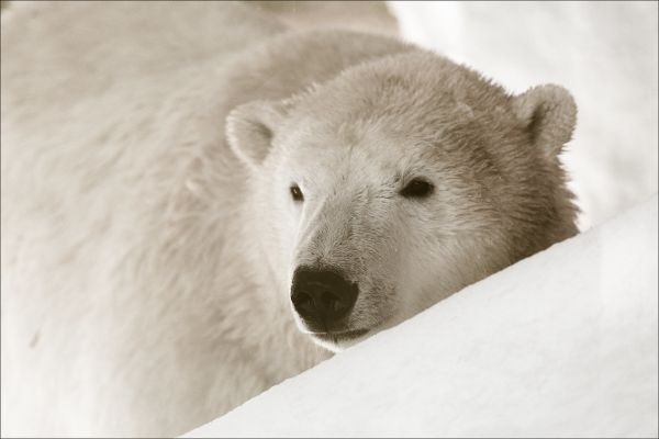 Tête de l'Ours, Auvergne-Rhone-Alpes