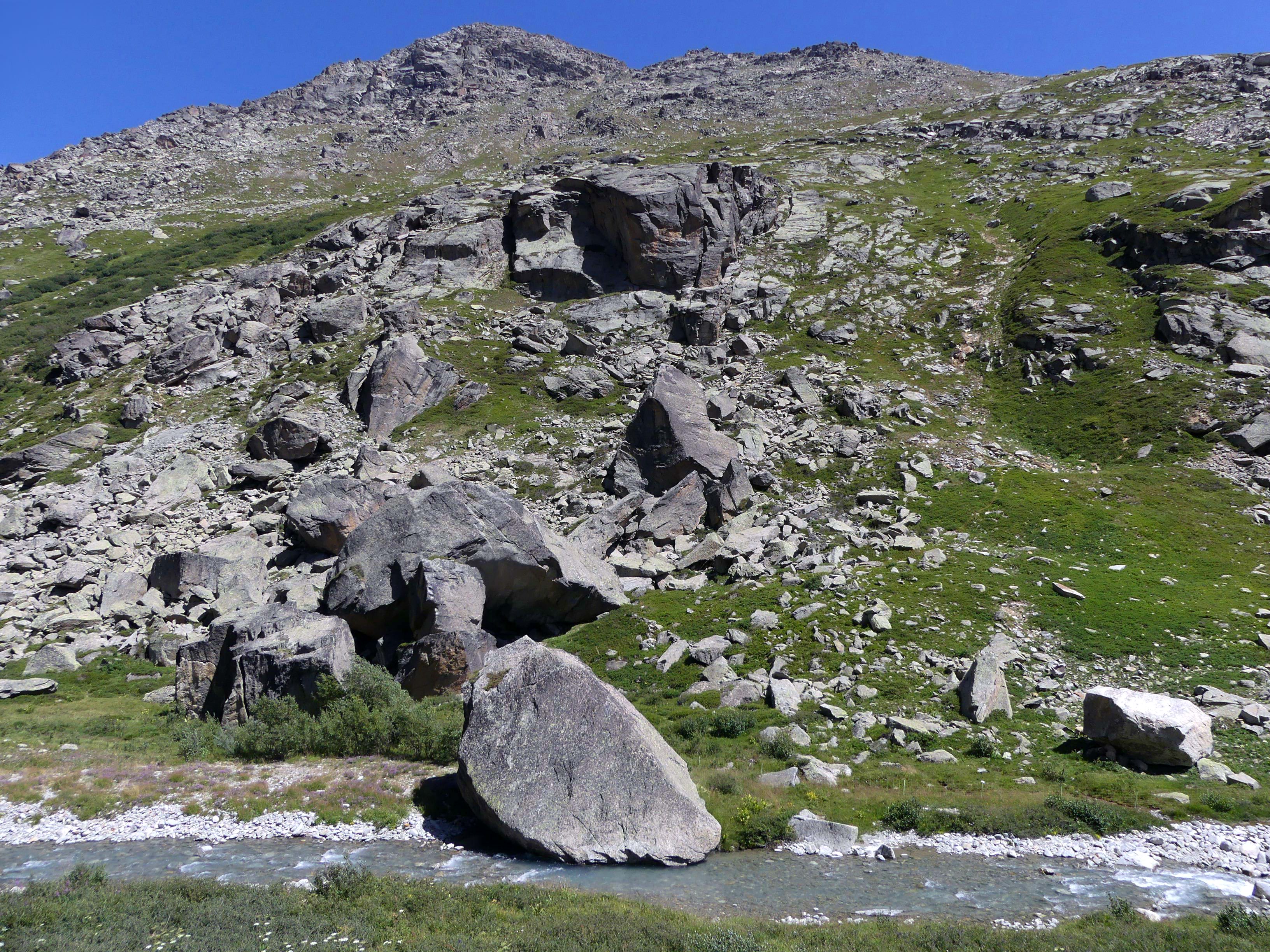 Ouille de Trièves photo 4