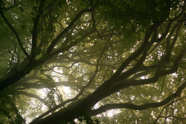 Wood Green photo 3