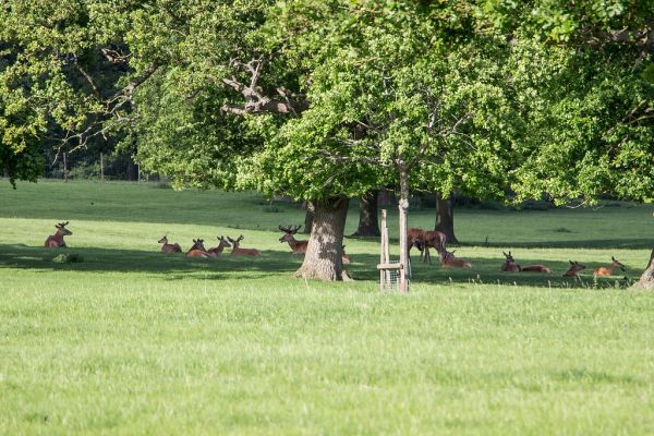 Wootton photo 4