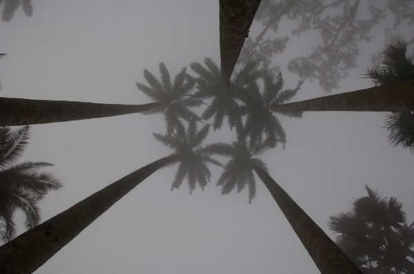 Aburi photo 4