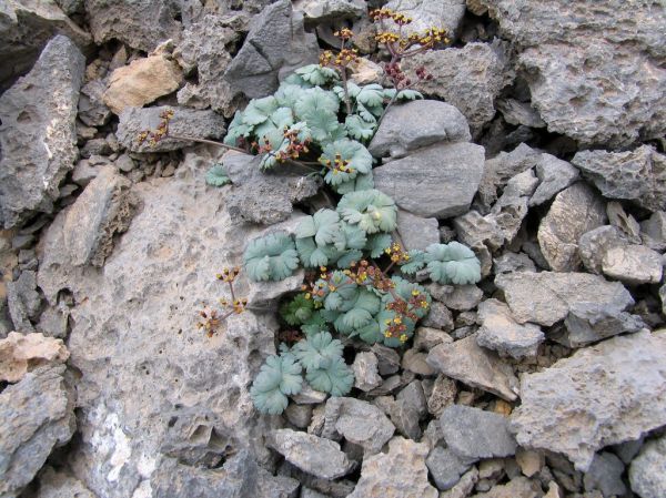 Mesa Soros photo 3