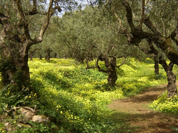 Zakynthos photo 3