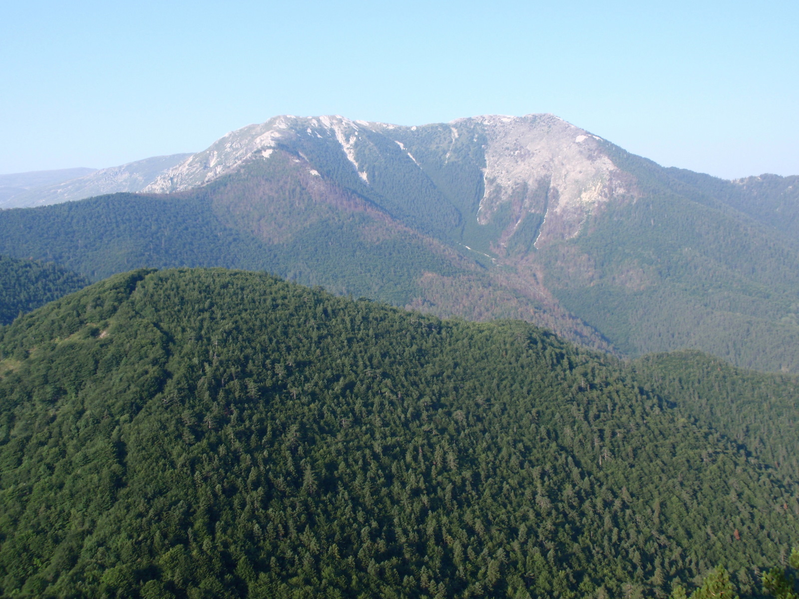 Voras photo 4