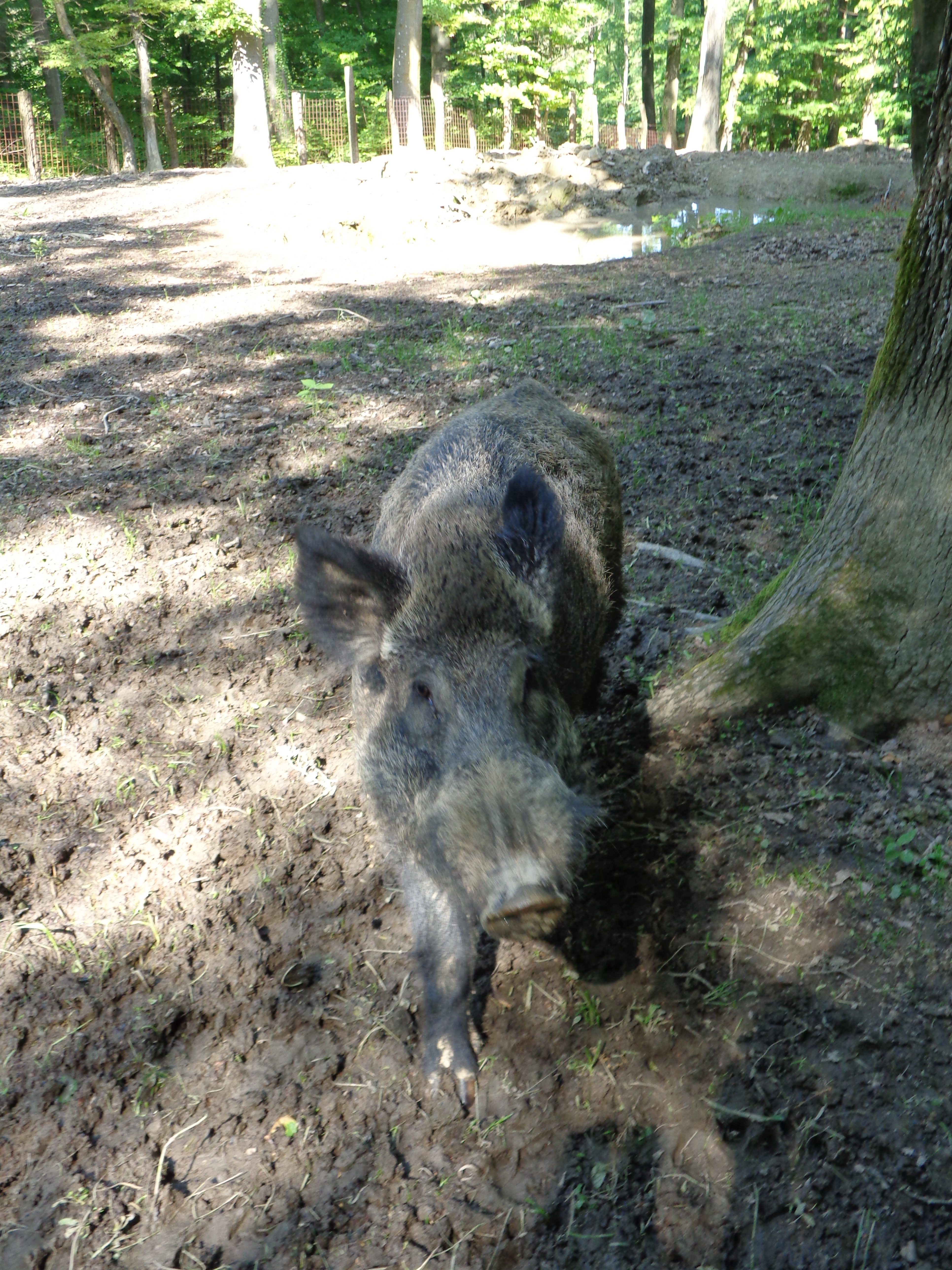 Vepar photo 3
