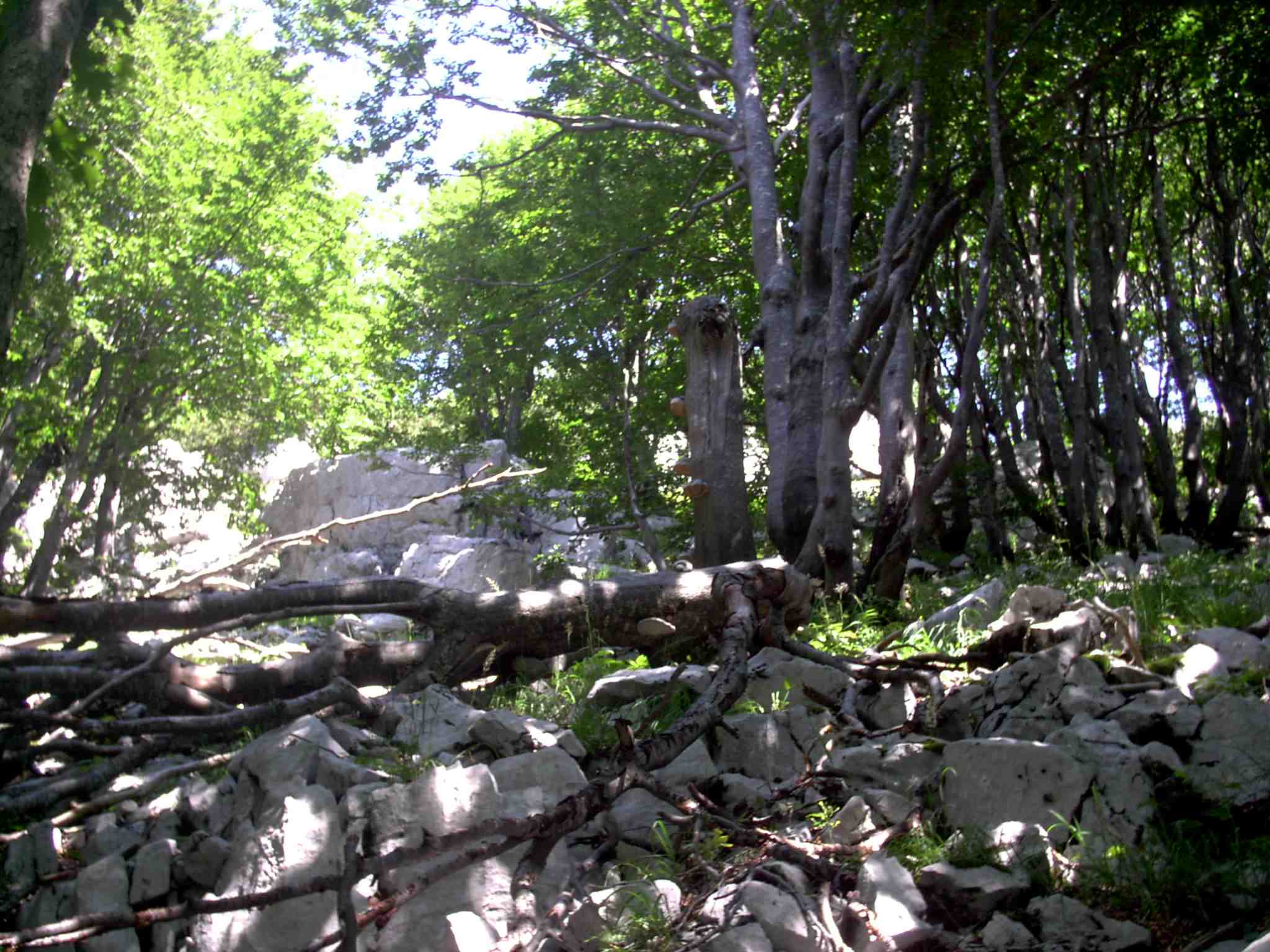 Risnjak photo 2