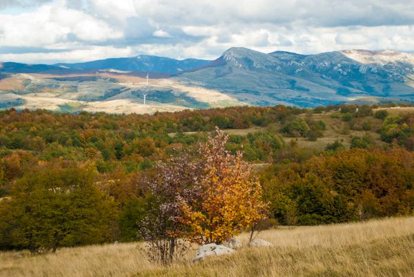 Tremzina photo 3