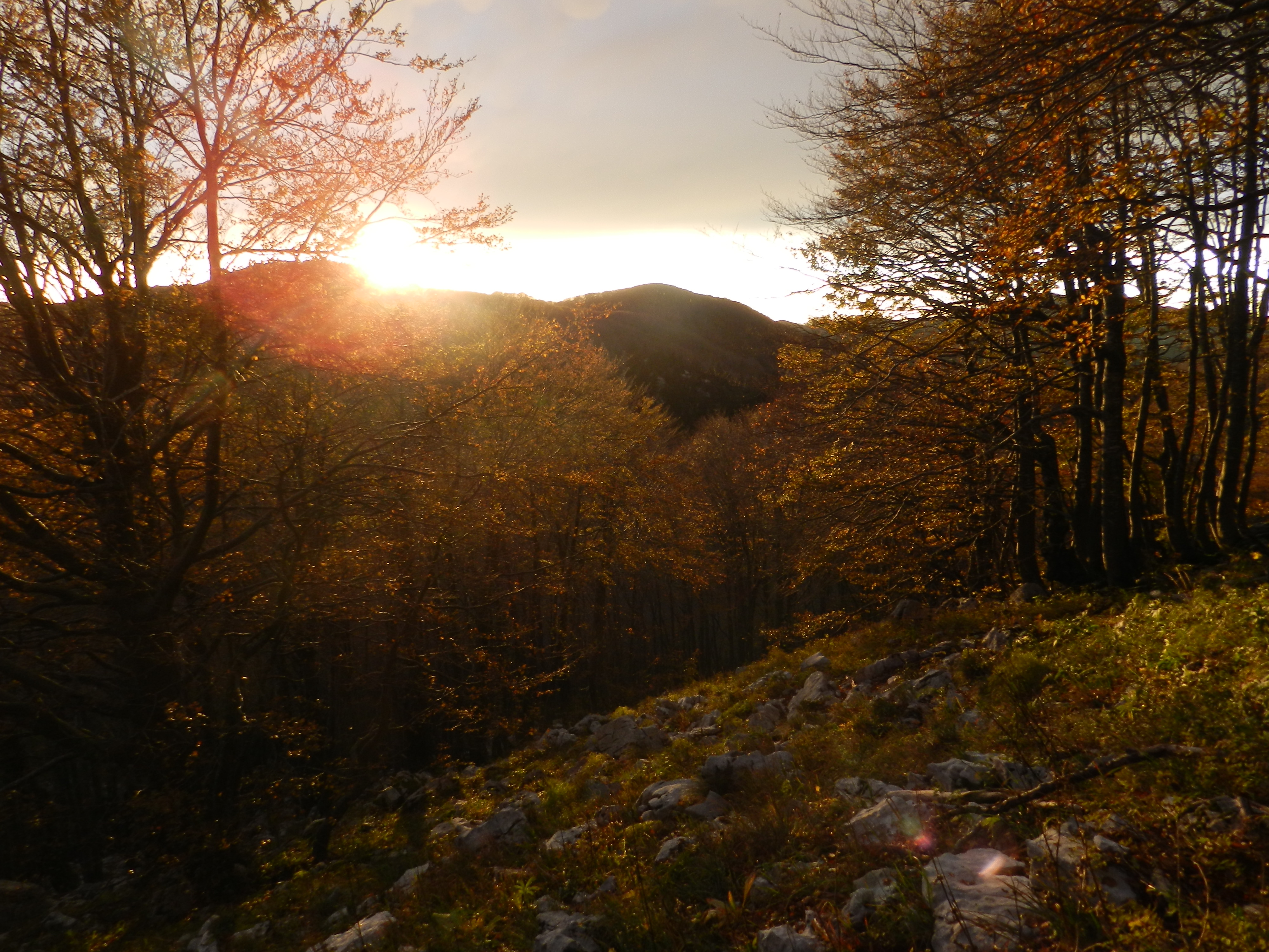 Risnjak photo 3