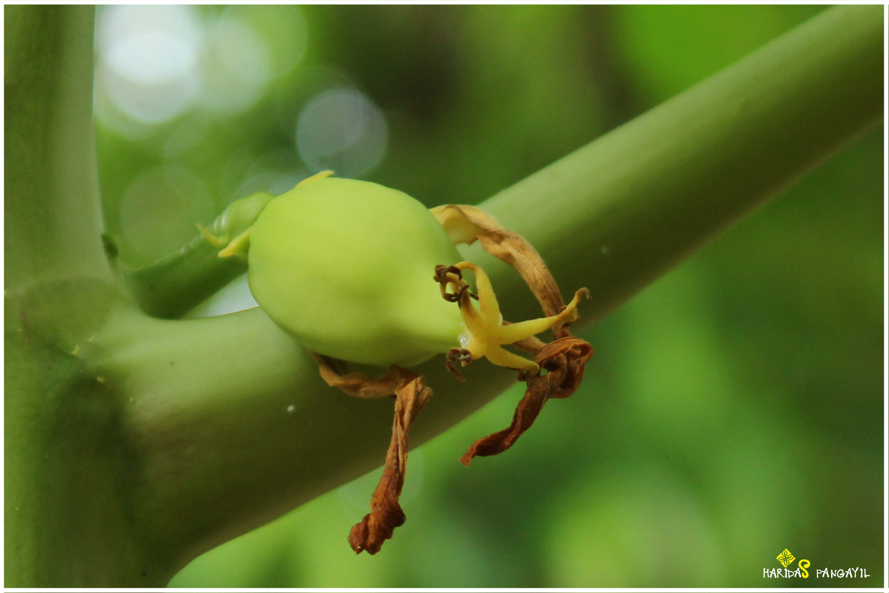 Urakam, Kerala