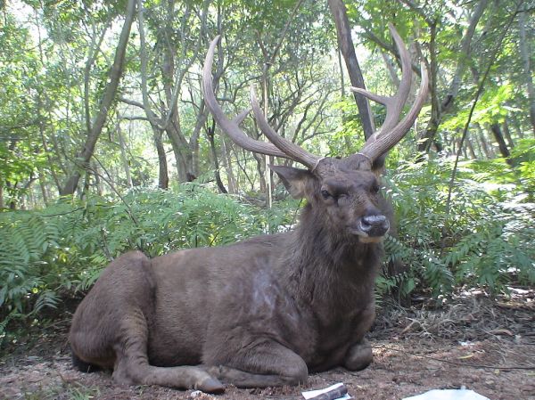Tirumala, Andhra Pradesh