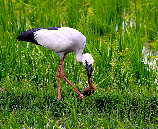 Mainpuri, Uttar Pradesh