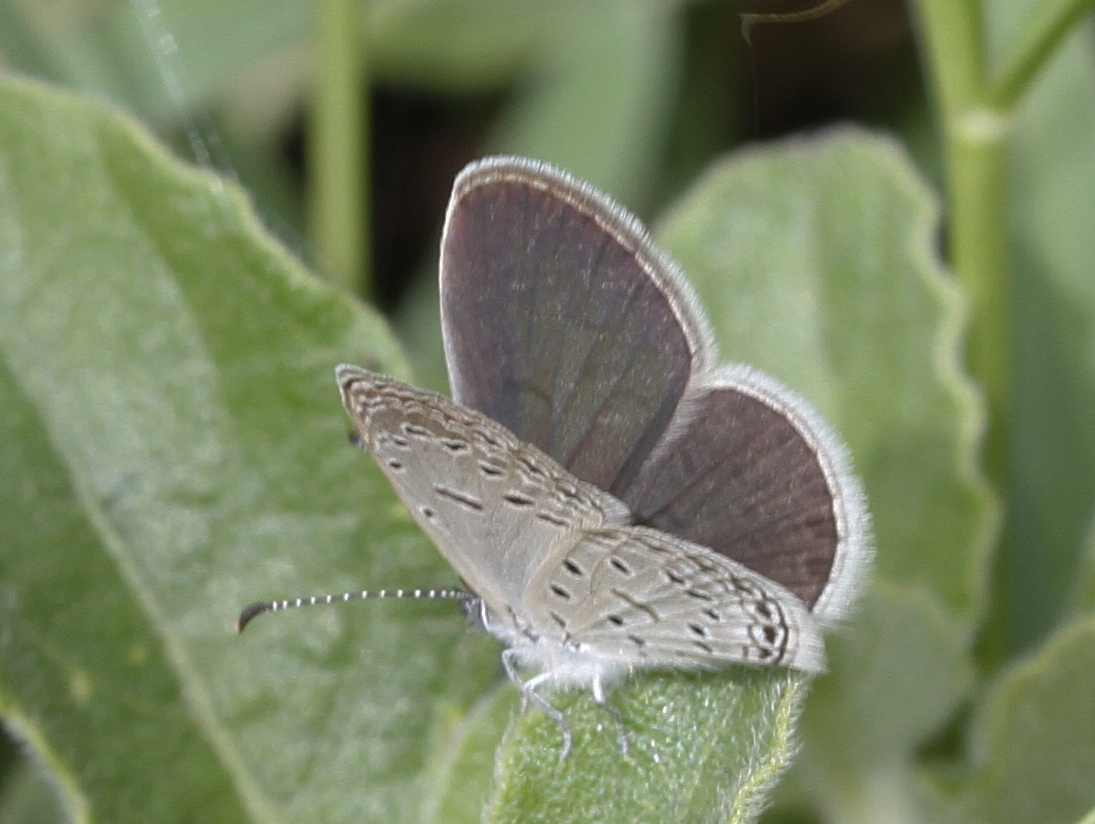 Lonand, Maharashtra