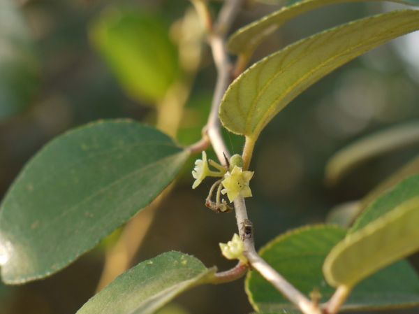 Palera, Madhya Pradesh