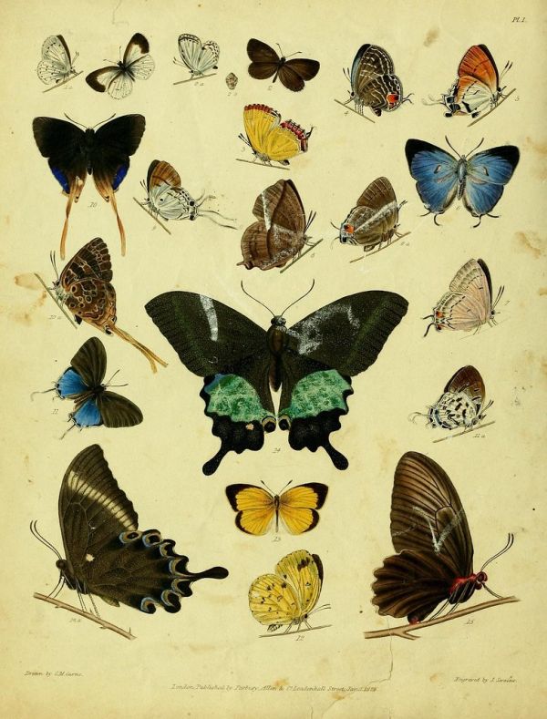 Moth, Uttar Pradesh