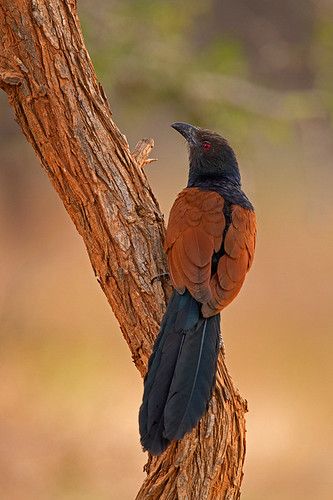 Ranebennur, Karnataka