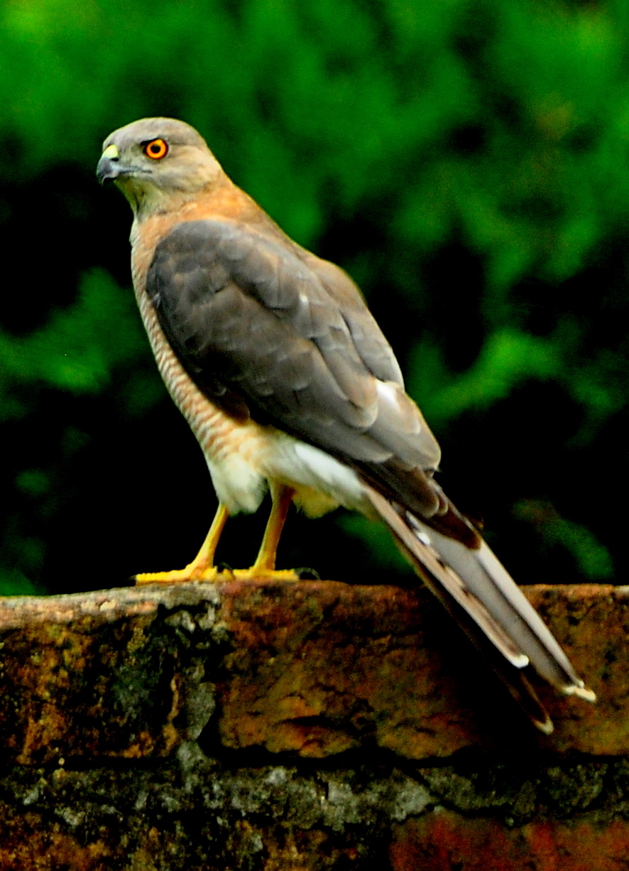 Ludhiana, Punjab
