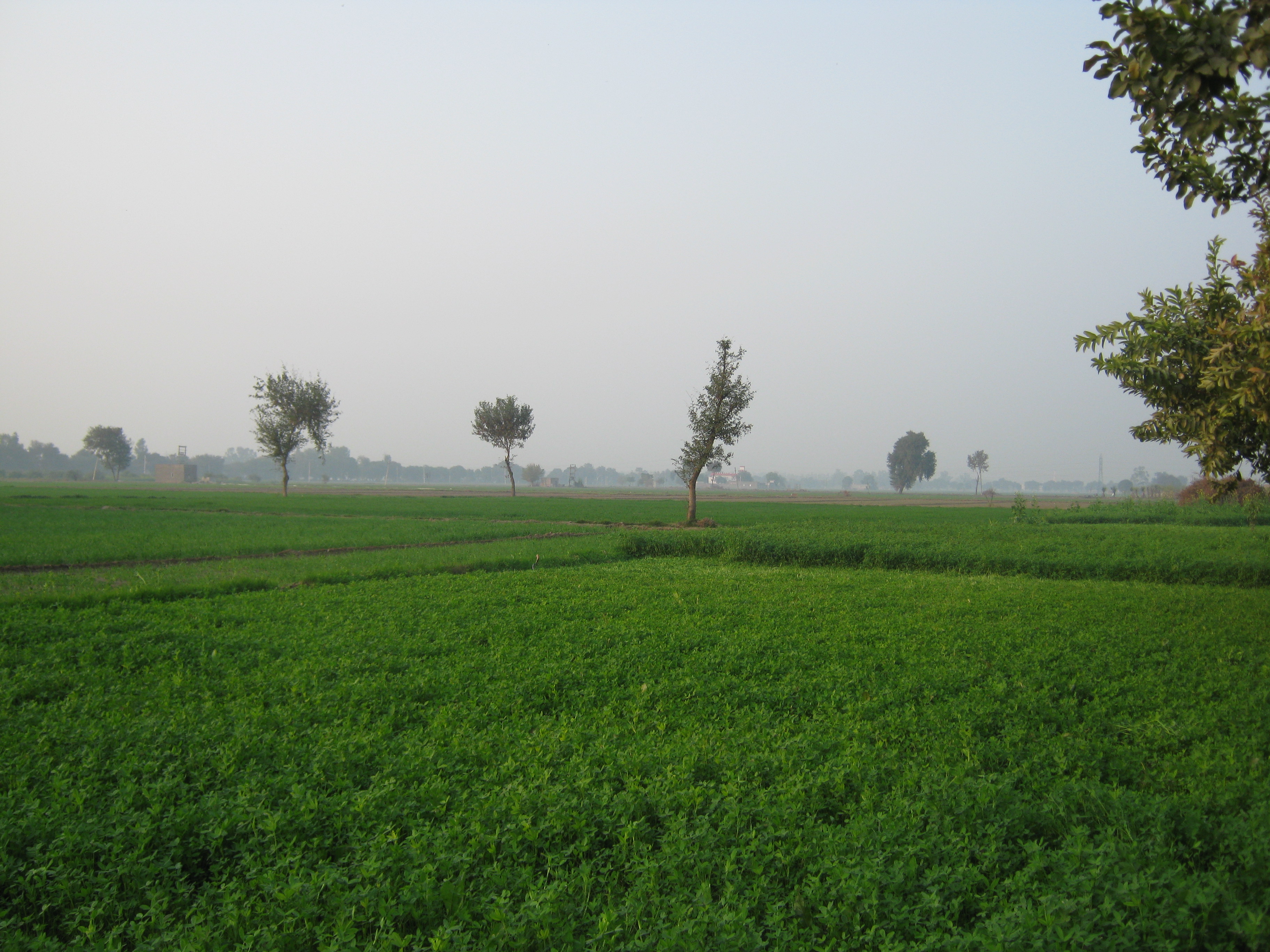 Sirsa, Haryana