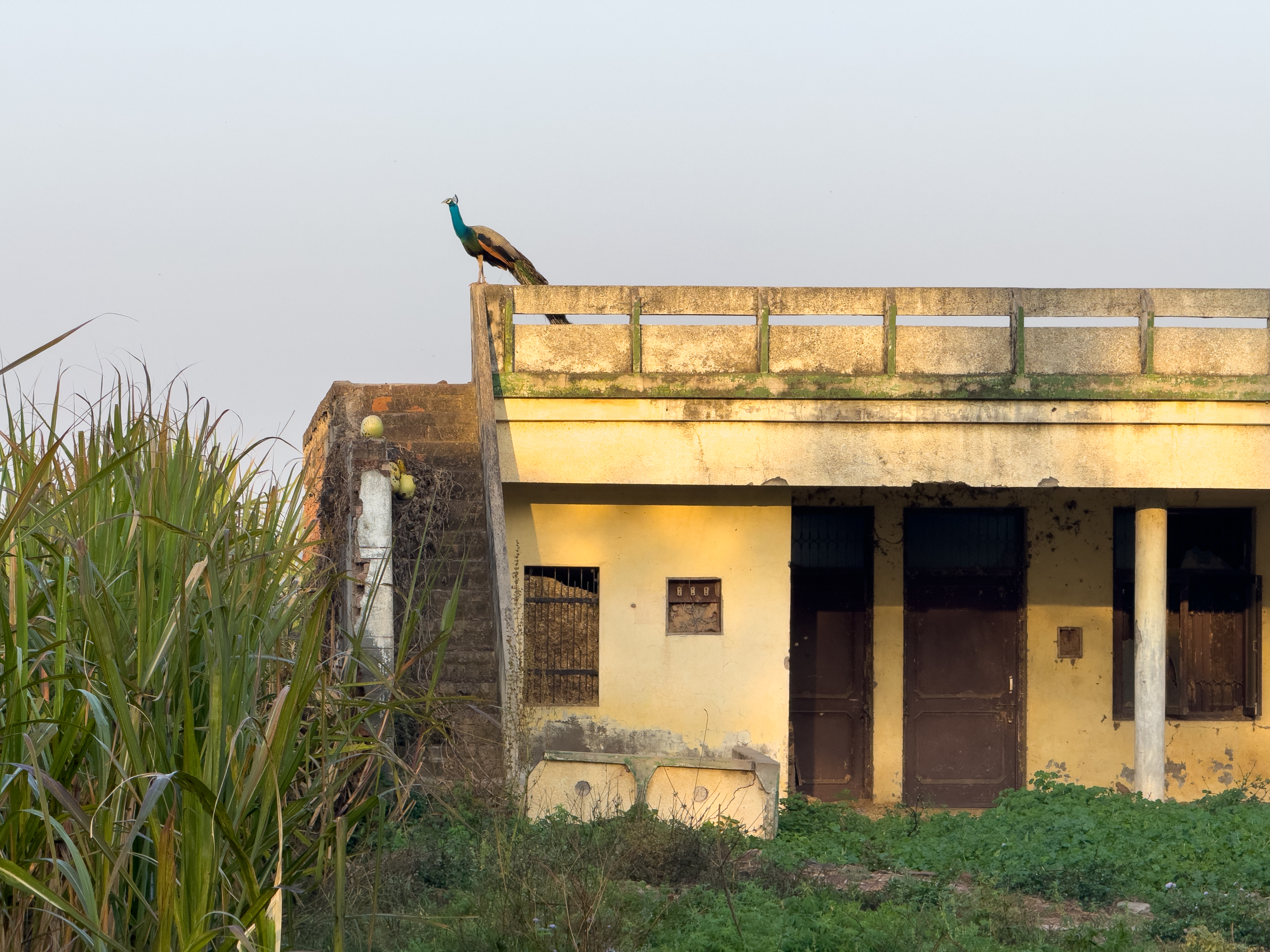 Sanaur, Punjab