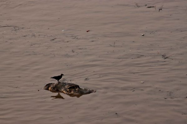 Rāmnagar, Uttarakhand