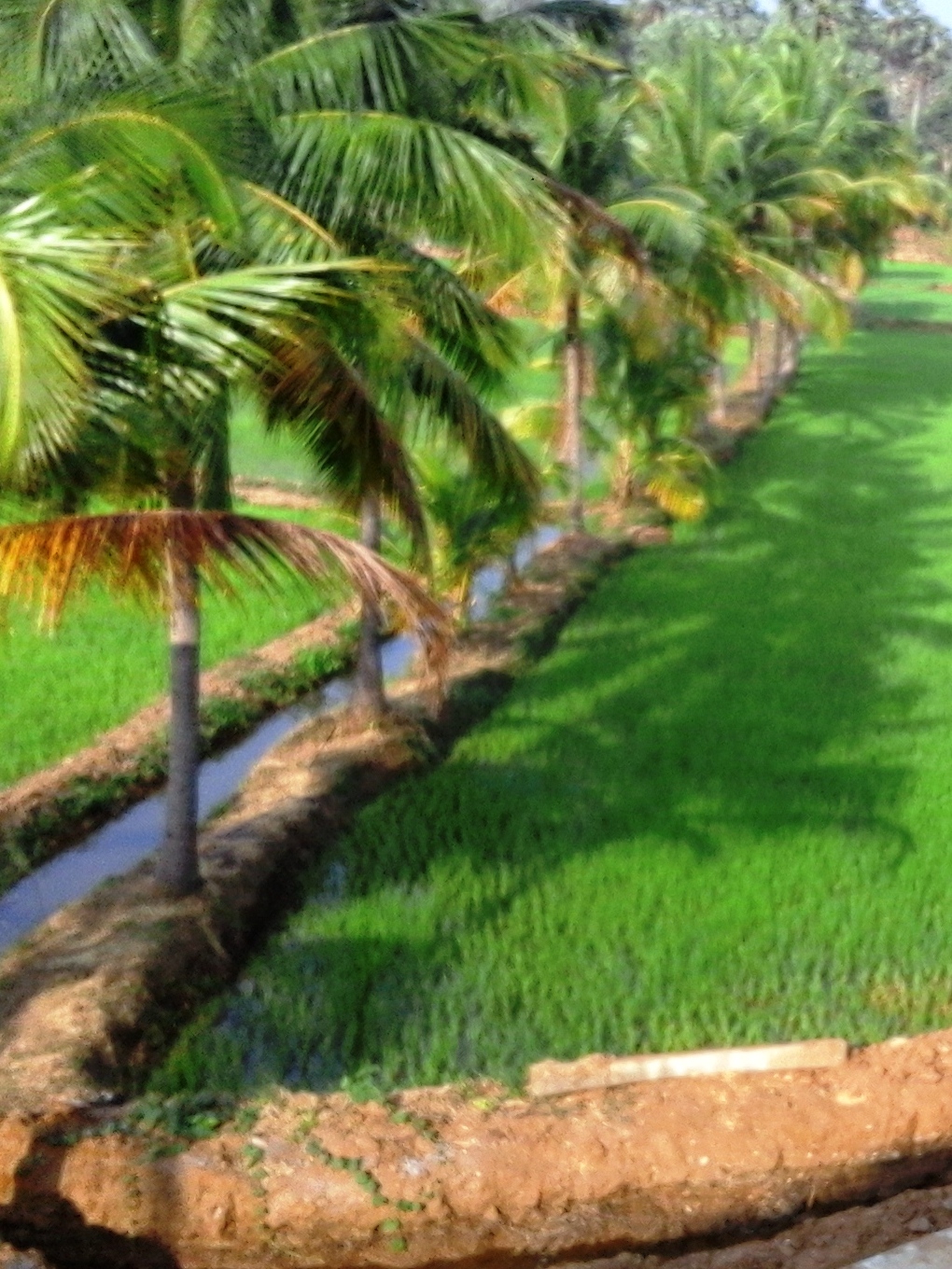 Pudunagaram, Kerala