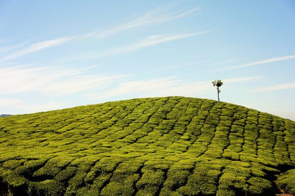 Munnar, Kerala
