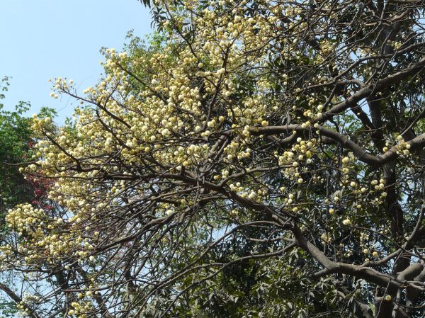 Loha, Maharashtra