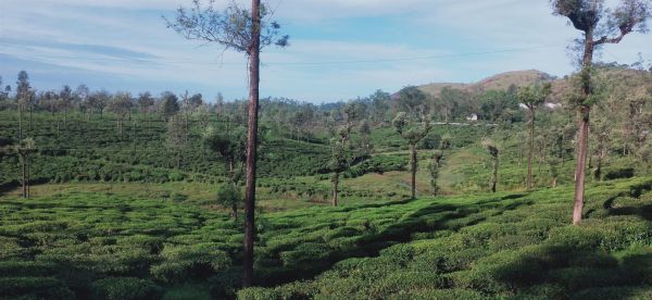 Valparai, Tamil Nadu