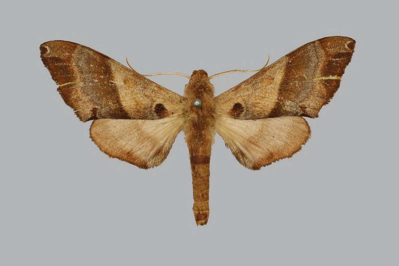 Mhow, Madhya Pradesh