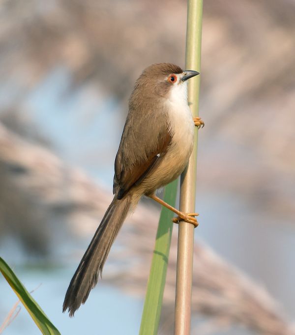 Rohtak, Haryana