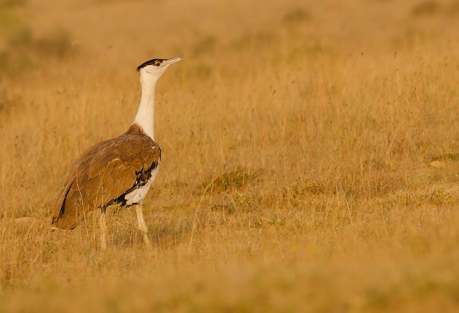 Naliya, Gujarat